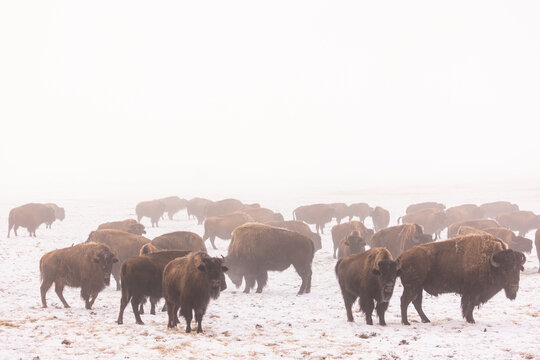 Wild Bison roaming in the cold snowy plains.