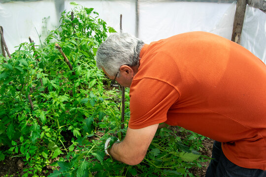 Senior Man Caring for Tomato Seedlings in Greenhouse