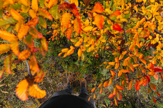 Hiker Boots Beneath Autumn Leaves