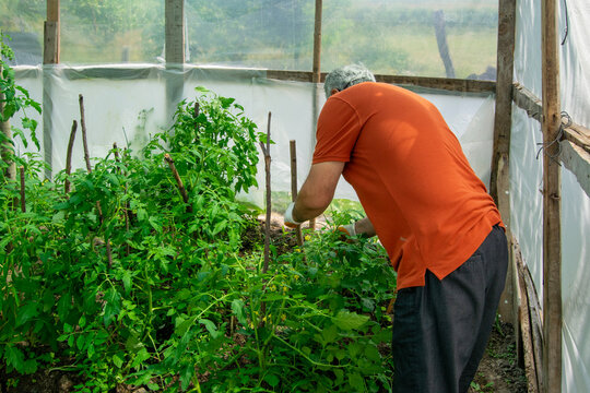 Senior Man Caring for Tomato Seedlings in Greenhouse