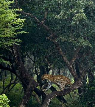 Sri Lankan Leopard Walking Through the Trees