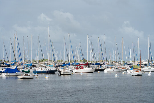 Sailboats Moored in Miami Harbor