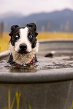 Border Collie dog resting at the ranch after herding sheep and cattle