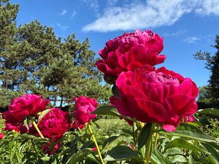 Peonies flowers beautiful pink paeonia lactiflora in garden © OLENA LIALINA