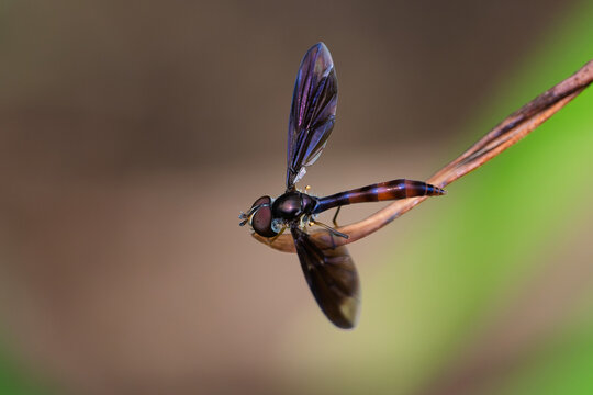 Dusky-winged Hover Fly