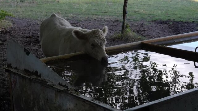 4K footage of a small white calf drinking clean water from a metallic water trough in a rural farmyard. Concept of cattle farming, animal welfare, livestock hydration, agriculture, and organic farming