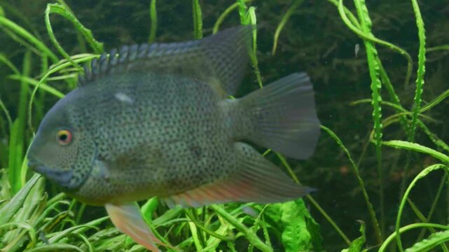 Cichlasoma Severum Cichlid Swimming with Fry in Aquarium 4