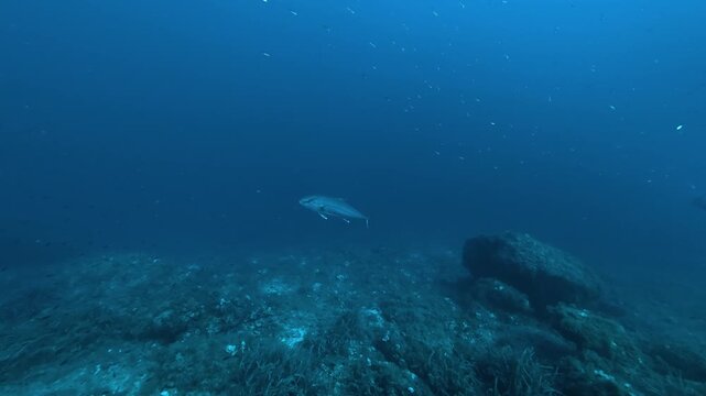 Jackfish in blue sea waters - Marine life