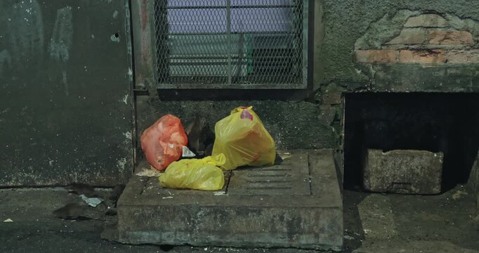 Brown rats Rattus norvegicus searching for food near plastic garbage bags in a dark city alley. Urban pest infestation and waste management problems in a megapolis environment.