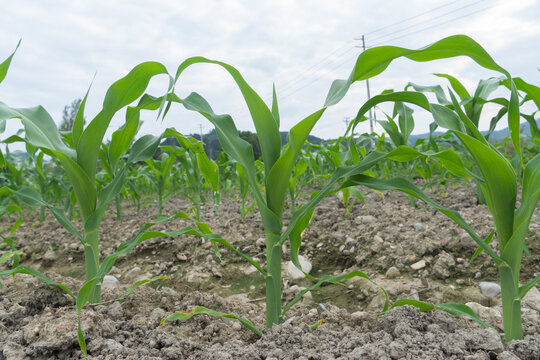 Rows of neatly planted green corn seedlings on the soil, with distant mountains and cloudy sky in the background.