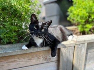 black and white cat  © Daniel