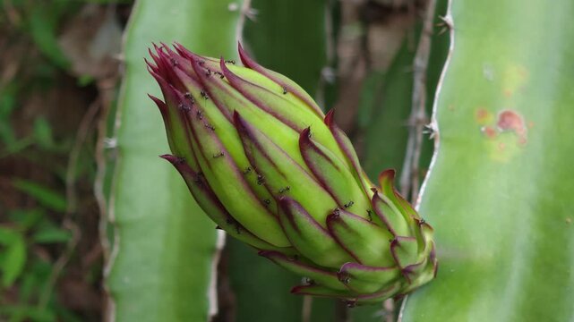 Black ants on a dragon fruit flower
