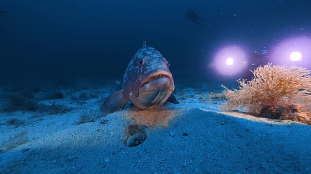 Undersea scene - Big grouper fish and an underwater videographer at -45 meters