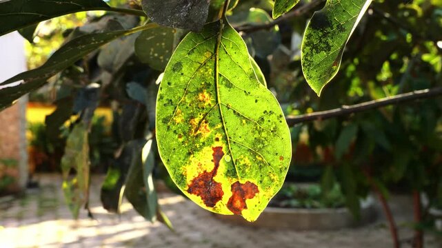 Close-up of an avocado tree leaf heavily infested with white cottony pests and small insects, showing visible pest damage and leaf stress, highlighting pest infestation, plant health problems,