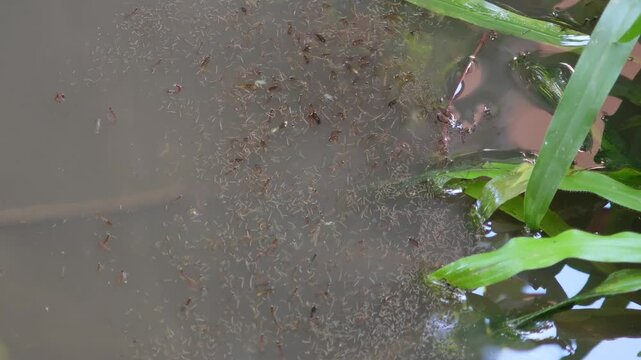 Mosquito larvae in polluted water