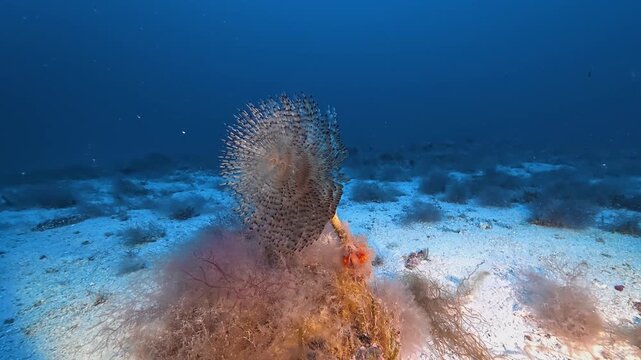 Deep undersea - Beautiful tube worm -spirograph- 47 meters depth