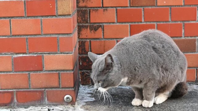 レンガ壁の傍らで丸くなる猫