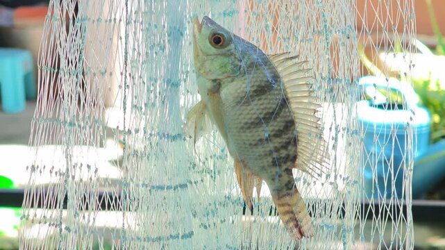 Fish caught in a fishing net