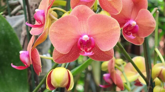 Orange Phalaenopsis orchid with a pink center