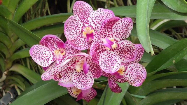 Vanda orchid with pinkish-purple petals, dark purple speckles, and a pink lip