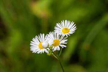 Fototapeta premium daisy in the grass