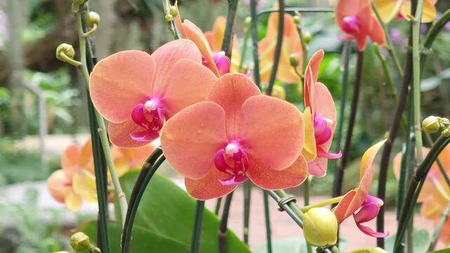 Orange Phalaenopsis orchid with a pink center
