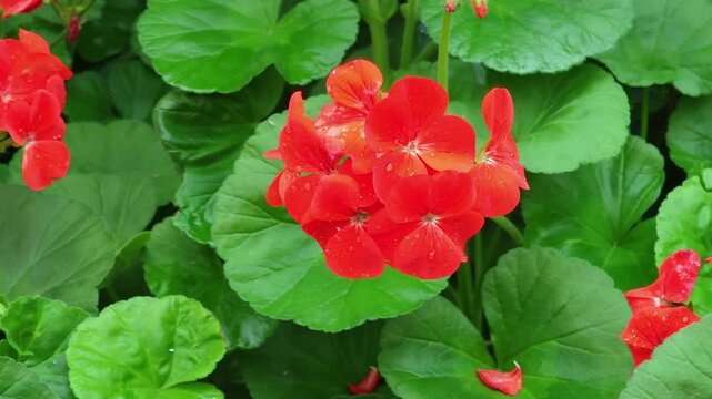red geranium flowers in a garden