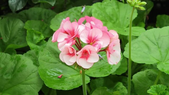 Light red geranium flowers in a garden