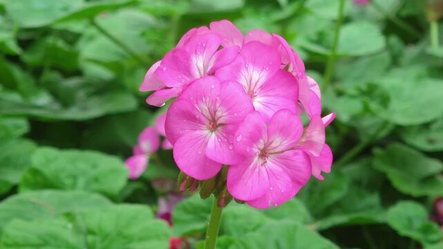 Pink geranium flowers in the garden