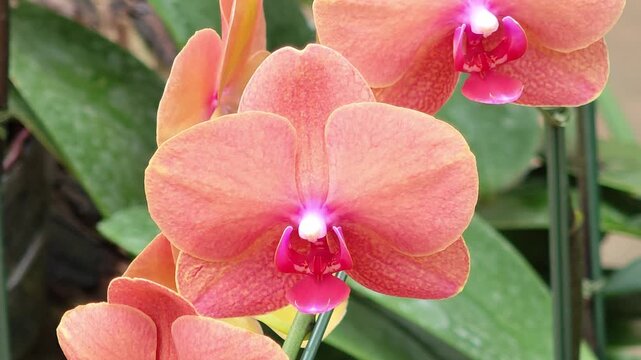 Orange Phalaenopsis orchid with a pink center