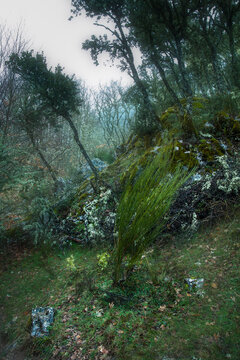 Mystical forest path with lush mossy rocks and green trees in Tejeda de Tosande Palencia Spain on a misty day