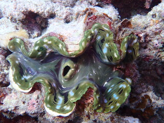 Giant Clam Tridacna derasa on Coral Reef © Andrea