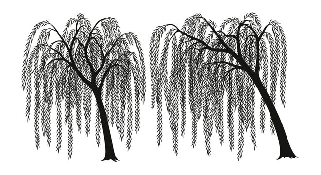 Two black weeping willow trees on white background