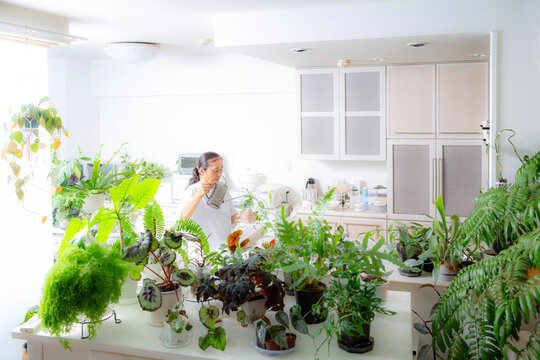 趣味の観葉植物を手入れする日本人のシニア女性