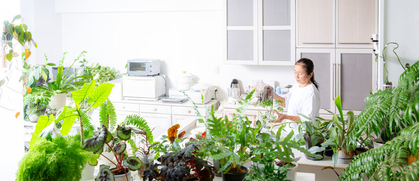 趣味の観葉植物を手入れする日本人のシニア女性