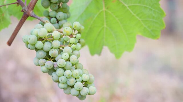 Green grapevine in windy stormy weather, ripe riesling wine grapes growing on vine, vineyard in Trier, Mosel Valley Germany, agriculture at Moselle river