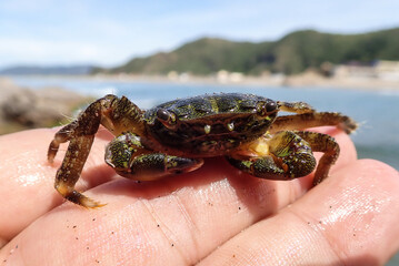 A close-up of a crab in a man hand. Close-up of a fisherman holding two fresh brown crabs above water, representing traditional coastal fishing and seafood. in beach Mediterranean sea. Jijel Algeria. © Mediterranean sea