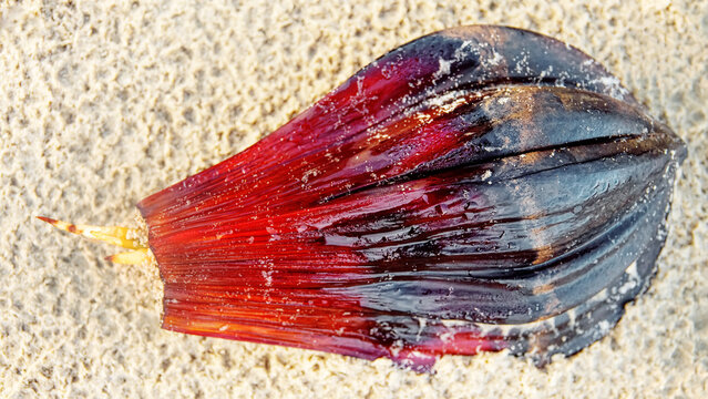 Mangrove palm (Nypa fruticans) woody nut. A sprout from the sea. Fruit ripened, fell apart to sea in mangrove forest, endosperm allows to float, germinating while still water-borne. Borneo island