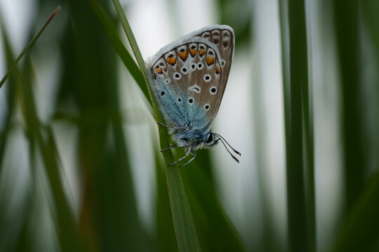 Common blue butterfly Polyommatus icarus resting on a grass stem. Detailed macro photograph showing fine wing scales, eyes, and antennae.