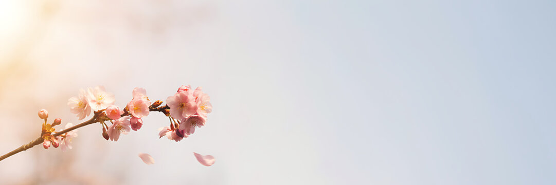 A delicate branch of pink cherry blossoms blooming against a soft blurred sky background, with warm sunlight, and falling flower, petals nearby