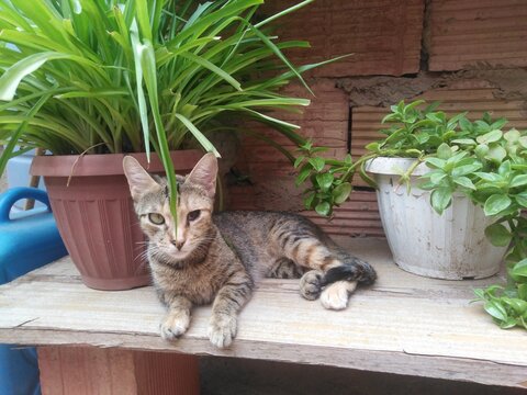 An adorable tabby blind kitten lies playfully atop a rustic wooden surface, perfectly framed by lush green potted plants. the little feline exudes pure joy and energy against a charming natural garden
