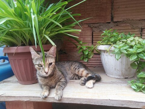 An adorable tabby blind kitten lies playfully atop a rustic wooden surface, perfectly framed by lush green potted plants. the little feline exudes pure joy and energy against a charming natural garden