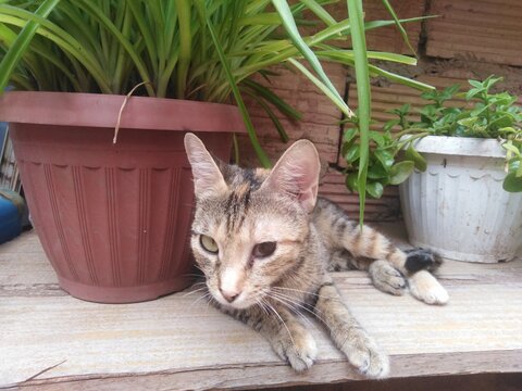An adorable tabby blind kitten lies playfully atop a rustic wooden surface, perfectly framed by lush green potted plants. the little feline exudes pure joy and energy against a charming natural garden