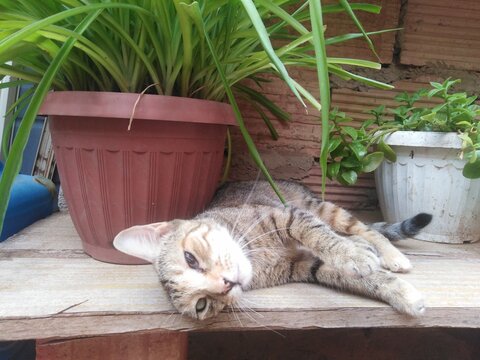 An adorable tabby blind kitten lies playfully atop a rustic wooden surface, perfectly framed by lush green potted plants. the little feline exudes pure joy and energy against a charming natural garden