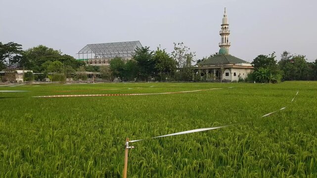 Rice field with reflective plastic strips used to scare away birds and protect crops.