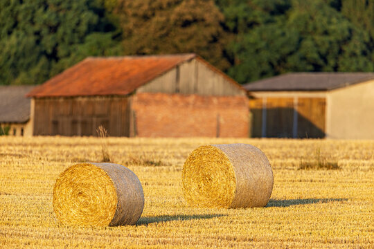Close-up of a large bale of straw in a harvested field under bright sunshine; round bales of straw after the harvest