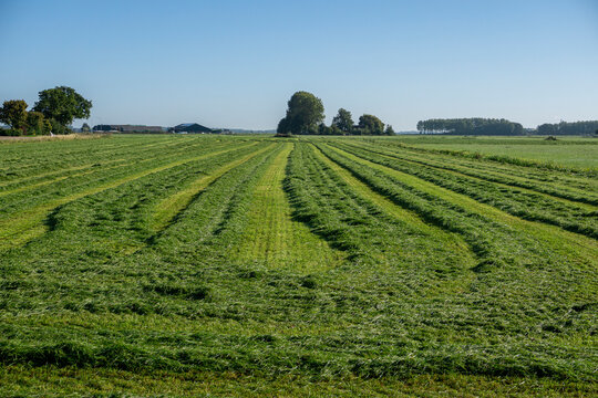 Freshly mown green grass field with windrows in a rural landscape