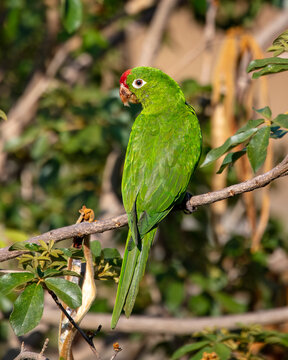 Crimson-fronted parakeet