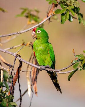 Crimson-fronted parakeet