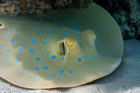 Blue-Spotted Ribbontail Ray Resting on Sandy Tropical Seafloor